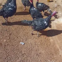 بوقلمون|حیوانات مزرعه|موچش, |دیوار