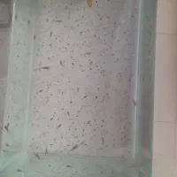 گوپی بچه