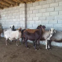 گوسفند بره دار و آبستن مایه کرده  ۸راس