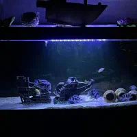 فروش اکواریوم k1500 و گله فرانتوزا بلک ویدو ...