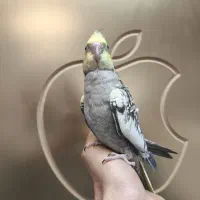 عروس هلندی|پرنده|نسیم‌شهر, |دیوار