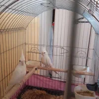 پرنده زینتی