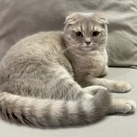 گربه اسکاتیش|گربه|مشهد, هنرستان|دیوار