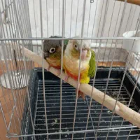 طوطی گرینچیک