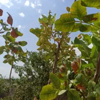 باغ شهری سیاخ دارنگون مجموعه باغات گلدشت|فروش زمین و ملک کلنگی|شیراز, محمدیه|دیوار