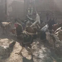 مرغ های محلی 100عدد|حیوانات مزرعه|مهربان, |دیوار