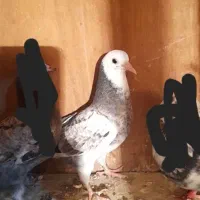 باخ رفته|پرنده|ماهدشت, |دیوار