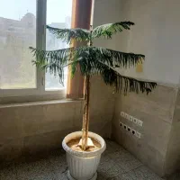 کاج مطبق|گل و گیاه طبیعی|قم, پردیسان|دیوار