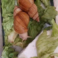 حلزون آچاتینا