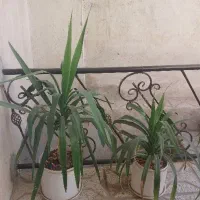 گل طبیعی یوکا و پاندانوس با گلدان سفالی دورطلایی