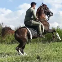 اسب