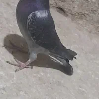 کبوتر آلمانی پلاکی و طوقی به ضمانت|پرنده|مشهد, میان ولایت|دیوار