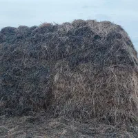 یونجه|لوازم جانبی حیوانات|خوی, |دیوار