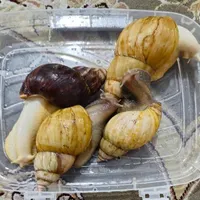 فروش حلزون آچاتینا