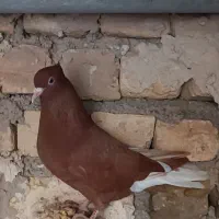 کبوتر دم سفید ماده|حیوانات|بجنورد, |دیوار