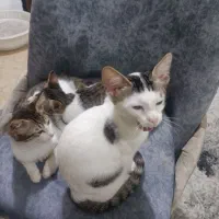 واگذاری بچه گربه