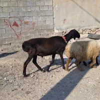 غوچ چینی