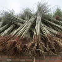 فرصت ویژه نمایندگی فروش نهال باپشتیبانی کامل|گل و گیاه طبیعی|شیراز, آزادی|دیوار
