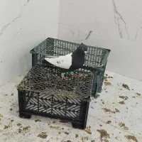 کبوتر سینه سیاه