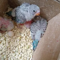 جوجه مرغ عشق سرلاکی