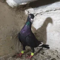 کفتر قارا سیاه پشت کبود دم سفید کرم هفرنگ