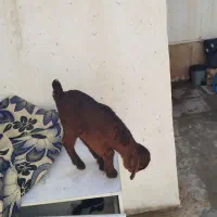 کهره|حیوانات|فسا, |دیوار