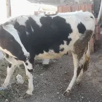 عرضه گوشت گوساله و بره سبک وزن واقعی|خوردنی و آشامیدنی|نمین, |دیوار