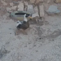 اردک ،مرغابی نر جوان