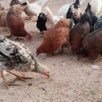 مرغ و خروس|حیوانات مزرعه|کوهدشت, |دیوار