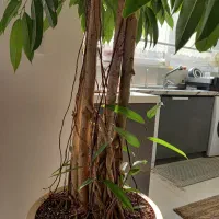 فروش درختچه آمستل سه تنه‌ای|گل و گیاه طبیعی|تهران, شارق|دیوار