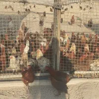 مرغ وخروس محلی