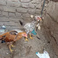 جوجه لاری فروشی|حیوانات مزرعه|هیرمند, |دیوار