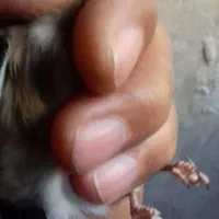 سهره نر، بخوان|پرنده|اردبیل, |دیوار