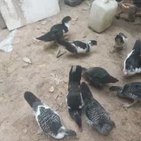 فروش اردک اسرائیلی