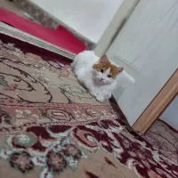 گربه|گربه|مراغه, |دیوار