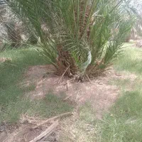 جونگ  مضافتی .ربی .خرما سفید.