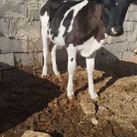 گوساله ماده جنس