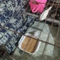 فنچ|پرنده|گرگان, |دیوار