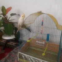 عروس هلندی|پرنده|اهر, |دیوار