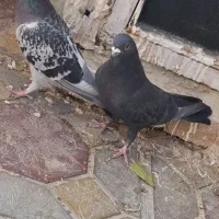کفتر|پرنده|ارومیه, |دیوار