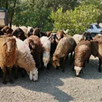 ( عقیقه   نذری)