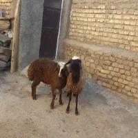 هشت عدد میش جوان زایید