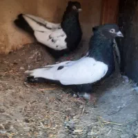 کبوتر|حیوانات مزرعه|پاکدشت, پاکدشت (مامازند)|دیوار