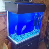 آکواریوم شیشه خم شرکتی