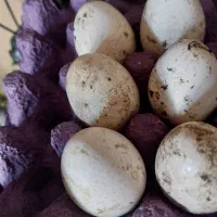 تخم بوقلمون بوربون نطفه دار