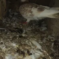 کفتر پلاکی ایرانی پاکستانی جمله|پرنده|بند زرک, |دیوار