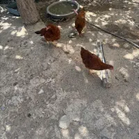 مرغ|حیوانات مزرعه|چهاردانگه (تهران), |دیوار