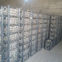 فروش سیر سورت شده درجه یک