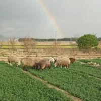 فروش ۲۱عددمیش