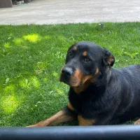 رود وایلر ۴ ساله ماده